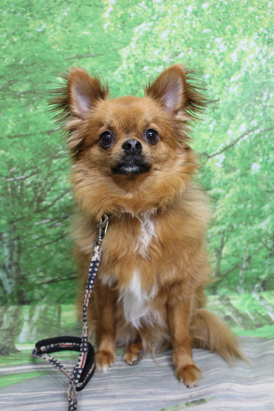 千葉県船橋市のロングコートチワワのトリミング前画像