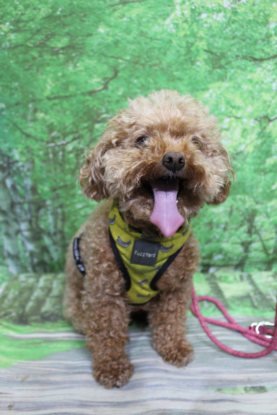 千葉県船橋市のトイプードルのトリミング前画像