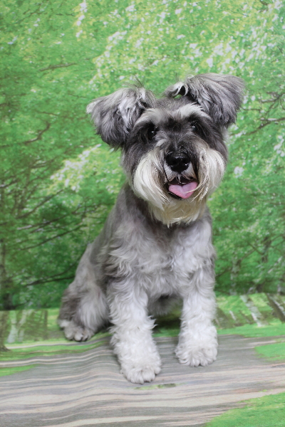 千葉県船橋市のミニチュアシュナウザーのトリミング前画像