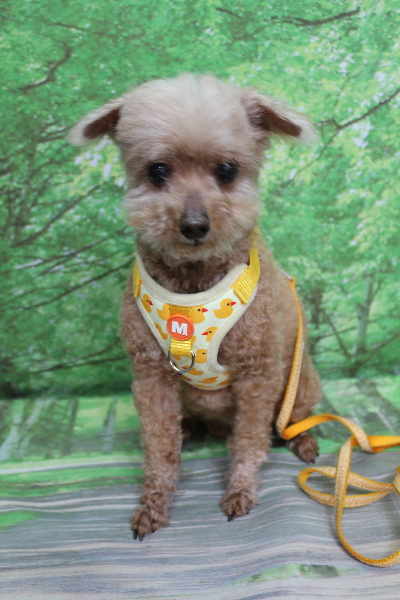 千葉県船橋市のトイプードルのトリミング前画像