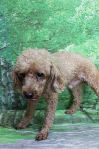 千葉県船橋市のトイプードルのトリミング前画像