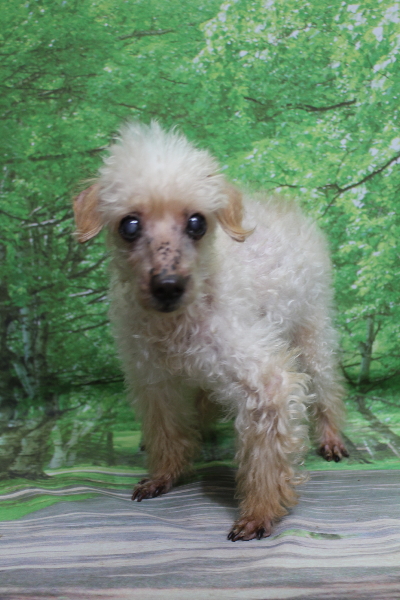 千葉県船橋市のトイプードルのトリミング前画像