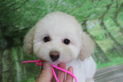 トイプードルブリーダーの子犬、トリミング画像