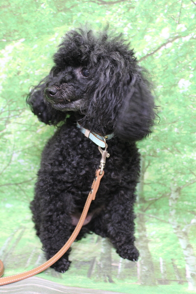 千葉県船橋市のトイプードルのトリミング前画像