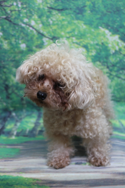 千葉県鎌ケ谷市のトイプードルのトリミング前画像