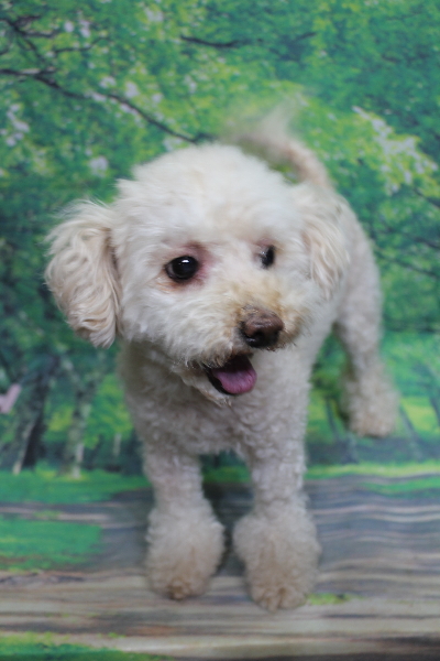 千葉県鎌ケ谷市のトイプードルのトリミング前画像