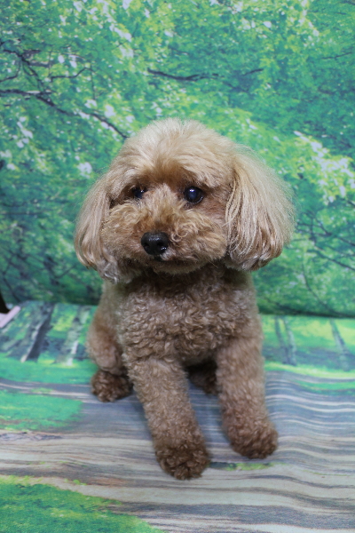 千葉県船橋市のトイプードルのトリミング前画像