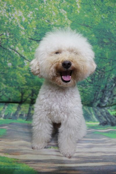 千葉県鎌ヶ谷市のトイプードルのトリミング前画像