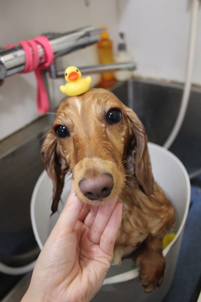 千葉県船橋市のミニチュアダックスの炭酸泉画像