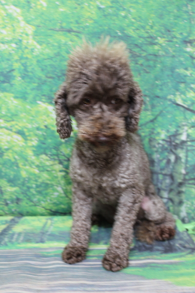 トイプードルブリーダーの成犬、トリミング前画像