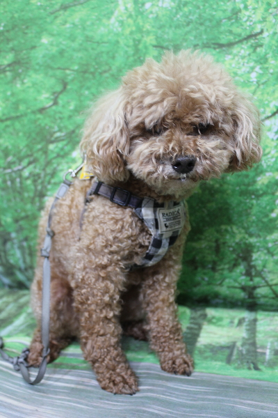 千葉県鎌ヶ谷市のトイプードルのトリミング前画像