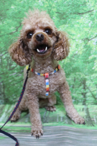 千葉県船橋市のトイプードルのトリミング前画像