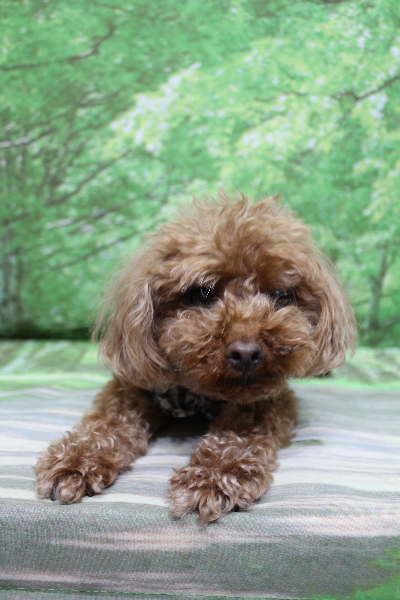 千葉県鎌ケ谷市のトイプードルのトリミング前画像