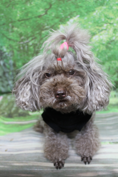 千葉県船橋市のトイプードルのトリミング前画像