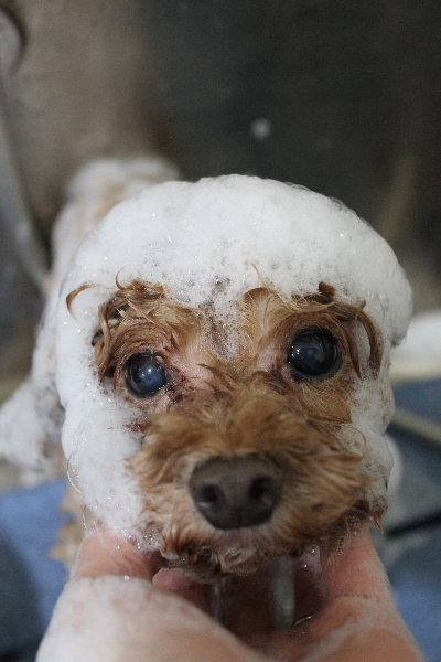 千葉県船橋市のトイプードルのシャンプー画像