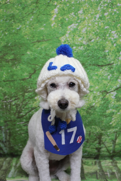 千葉県鎌ヶ谷市のトイプードルのトリミング画像