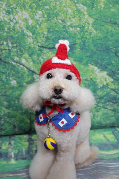 千葉県鎌ケ谷市のトイプードルのトリミング画像