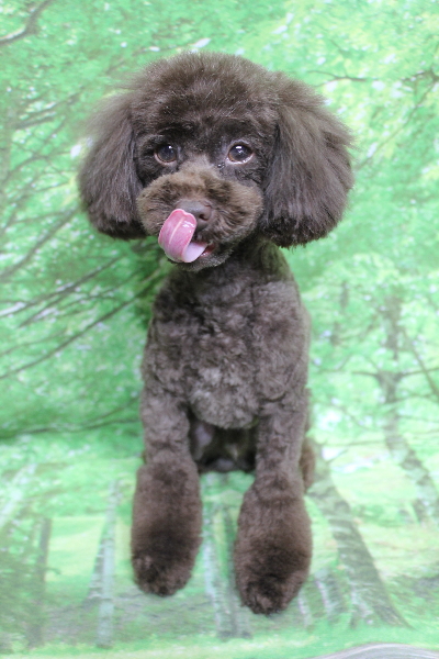 千葉県船橋市のトイプードルのトリミング画像