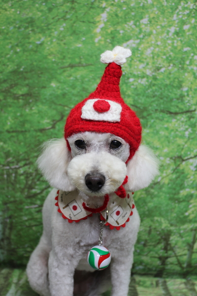 千葉県鎌ヶ谷市のトイプードルのトリミング画像