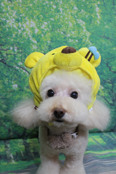 千葉県鎌ケ谷市のトイプードルのトリミング画像