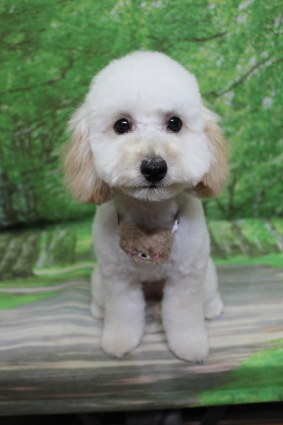 千葉県松戸市のトイプードルのトリミング画像