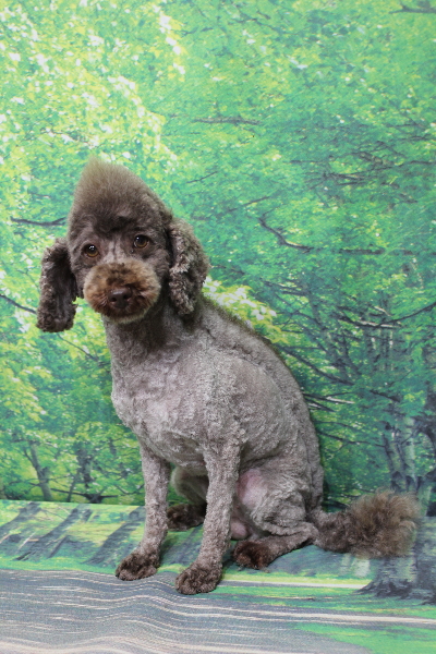 トイプードルブリーダーの成犬、トリミング画像