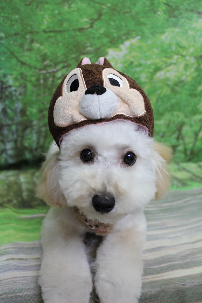 千葉県松戸市のトイプードルのトリミング画像