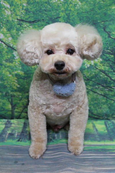 千葉県鎌ケ谷市のトイプードルのトリミング画像