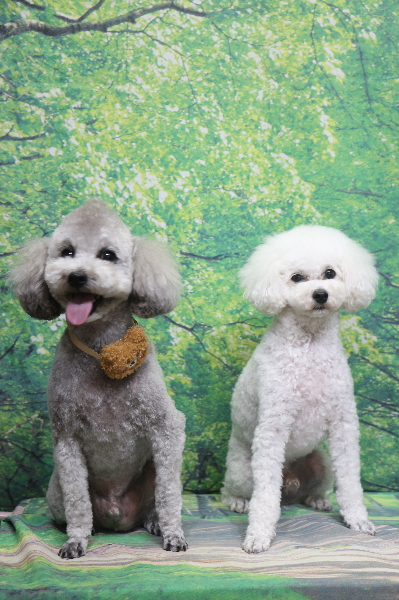 千葉県船橋市のトイプードルのトリミング画像