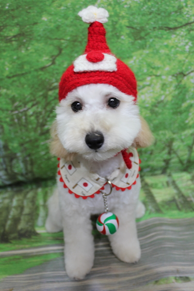 千葉県松戸市のトイプードルのトリミング画像