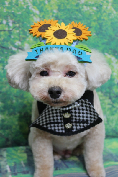 千葉県鎌ケ谷市のトイプードルのトリミング画像