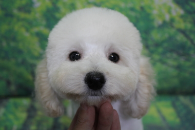 トイプードルブリーダーの子犬、トリミング画像