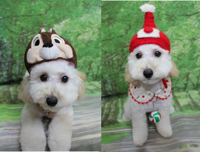 千葉県松戸市のトイプードルのトリミング画像