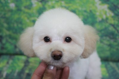 トイプードルブリーダーの子犬、トリミング画像