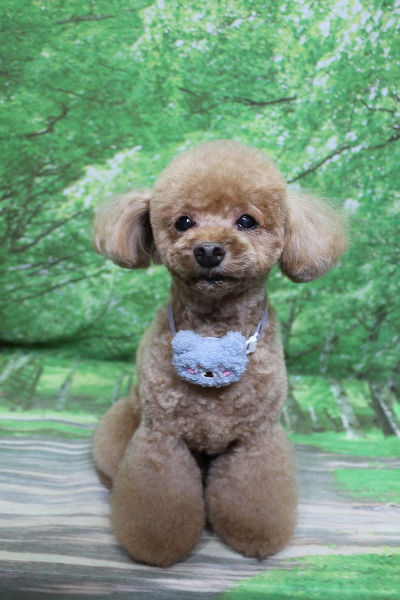 千葉県船橋市のトイプードルのトリミング画像