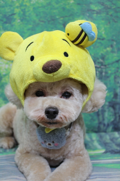 千葉県鎌ケ谷市のトイプードルのトリミング画像