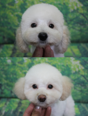 トイプードルブリーダーの子犬、トリミング画像