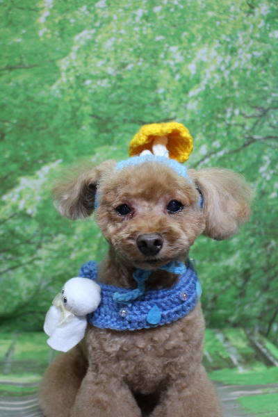 千葉県船橋市のトイプードルのトリミング画像