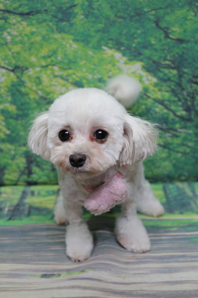 千葉県鎌ケ谷市のトイプードルのトリミング画像