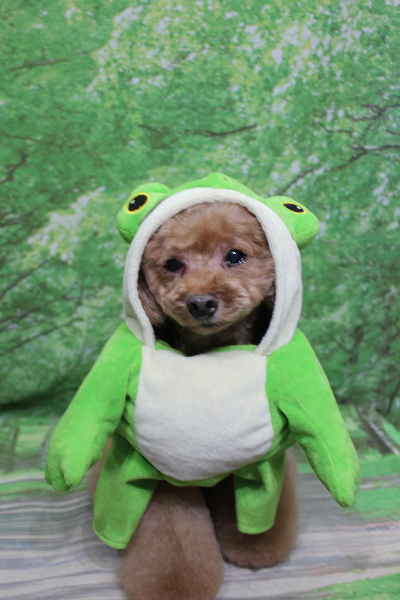 千葉県船橋市のトイプードルのトリミング画像