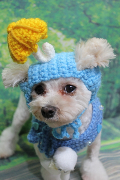 千葉県鎌ケ谷市のトイプードルのトリミング画像