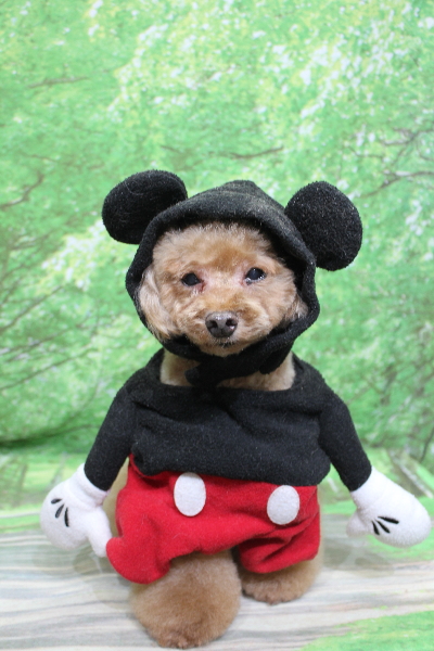 千葉県船橋市のトイプードルのトリミング画像