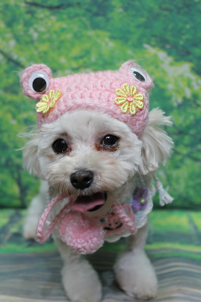 千葉県鎌ケ谷市のトイプードルのトリミング画像