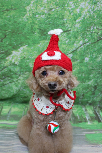 千葉県船橋市のトイプードルのトリミング画像