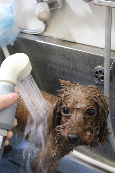 千葉県市川市のトイプードルのオゾンシャワー画像