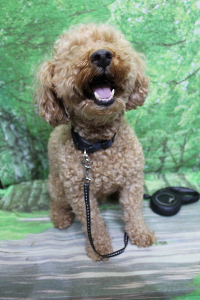 千葉県船橋市のトイプードルのトリミング前画像