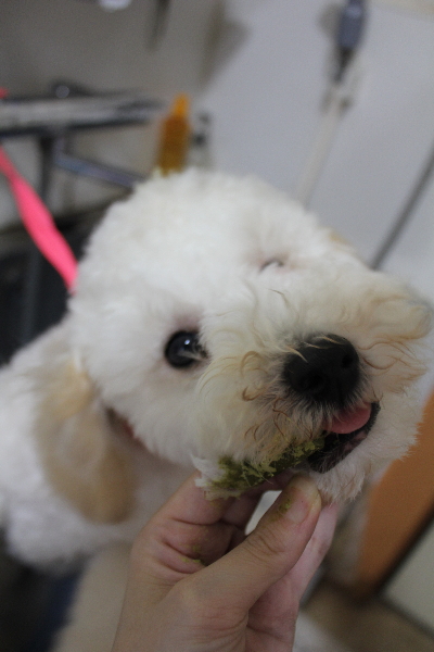 千葉県船橋市のトイプードルの歯磨き画像