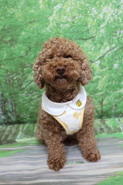 千葉県鎌ヶ谷市のトイプードルのトリミング前画像