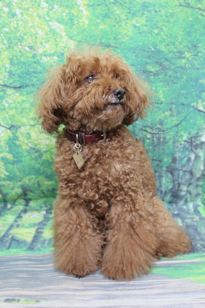 千葉県印西市のトイプードルのトリミング前画像