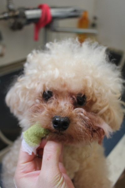 千葉県鎌ケ谷市のトイプードルの歯磨き画像